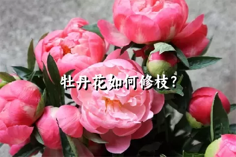 牡丹花如何修枝？