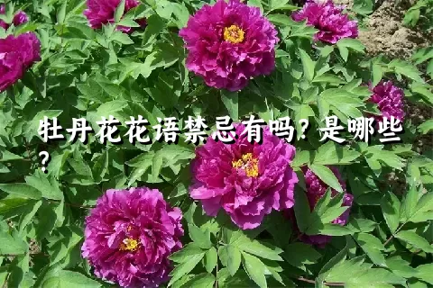 牡丹花花语禁忌有吗？是哪些？