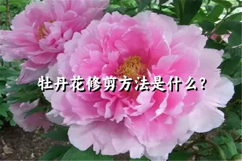 牡丹花修剪方法是什么？