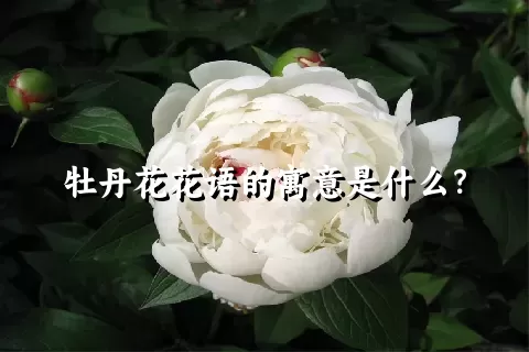 牡丹花花语的寓意是什么？