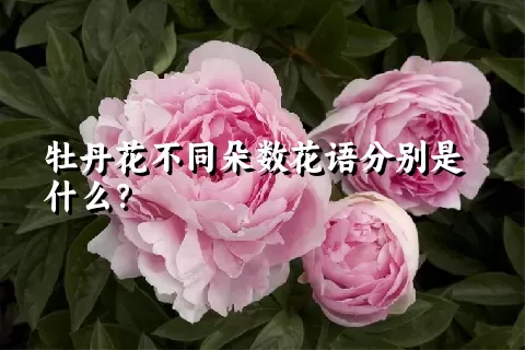 牡丹花不同朵数花语分别是什么？