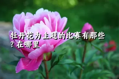 牡丹花为主题的比赛有那些？在哪里