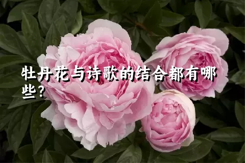 牡丹花与诗歌的结合都有哪些？