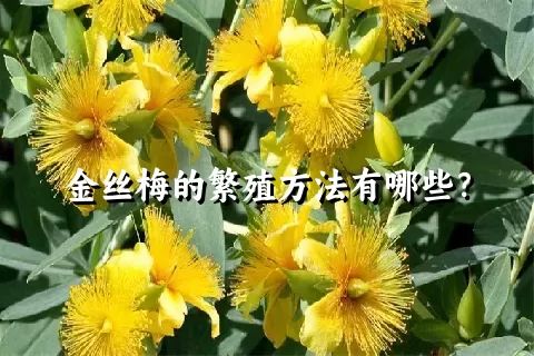 金丝梅的繁殖方法有哪些？