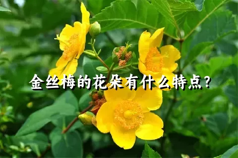 金丝梅的花朵有什么特点？