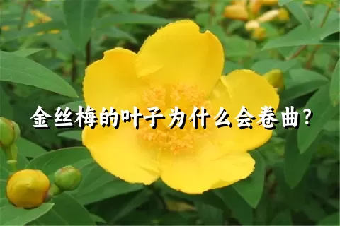 金丝梅的叶子为什么会卷曲？