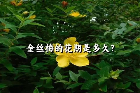 金丝梅的花期是多久？