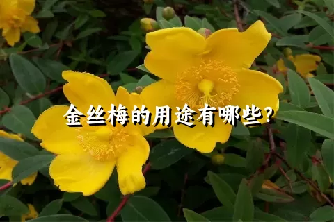 金丝梅的用途有哪些？