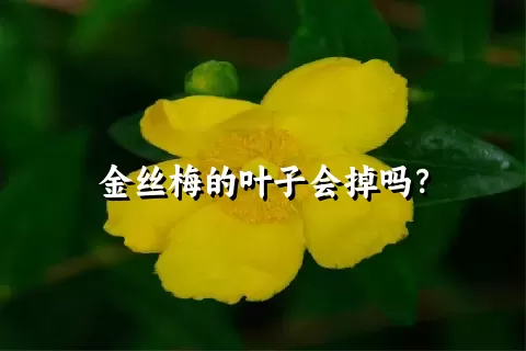 金丝梅的叶子会掉吗？