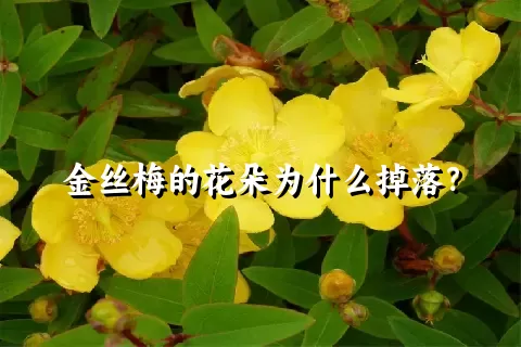 金丝梅的花朵为什么掉落？