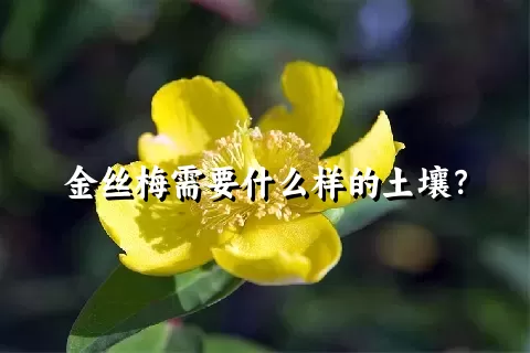 金丝梅需要什么样的土壤？