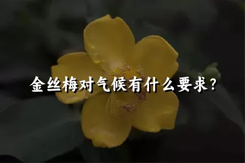 金丝梅对气候有什么要求？