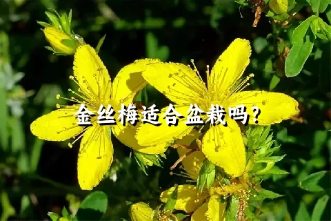 金丝梅适合盆栽吗？