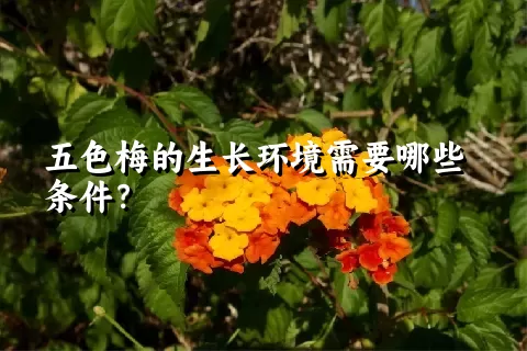 五色梅的生长环境需要哪些条件？