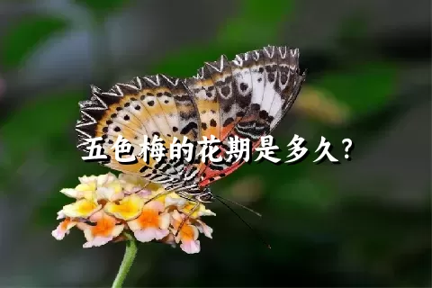 五色梅的花期是多久？