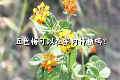 五色梅可以在室内种植吗？