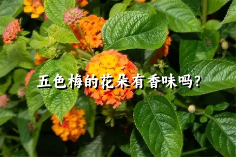 五色梅的花朵有香味吗？