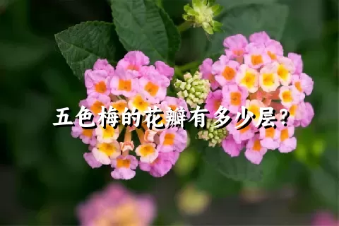 五色梅的花瓣有多少层？