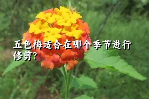 五色梅适合在哪个季节进行修剪？