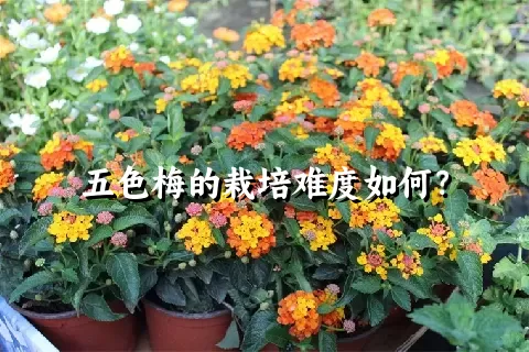 五色梅的栽培难度如何？