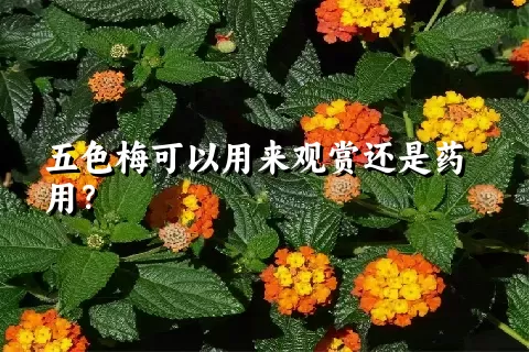 五色梅可以用来观赏还是药用？