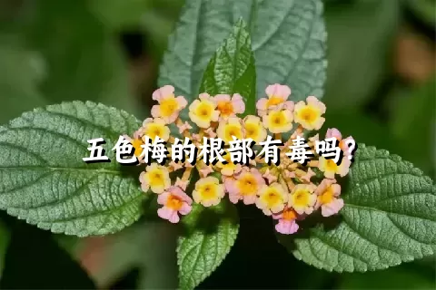 五色梅的根部有毒吗？