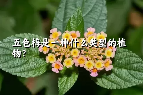 五色梅是一种什么类型的植物？