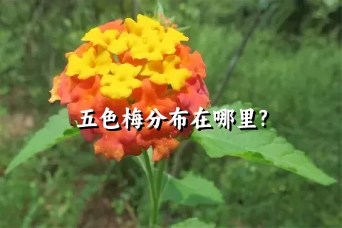 五色梅分布在哪里?