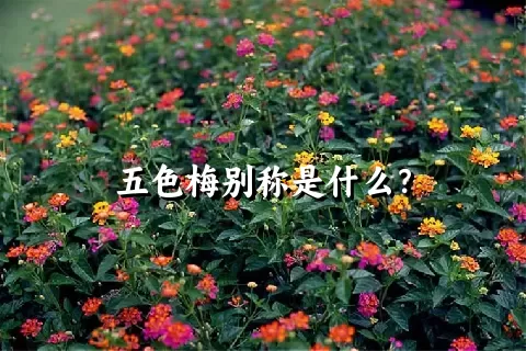 五色梅别称是什么？