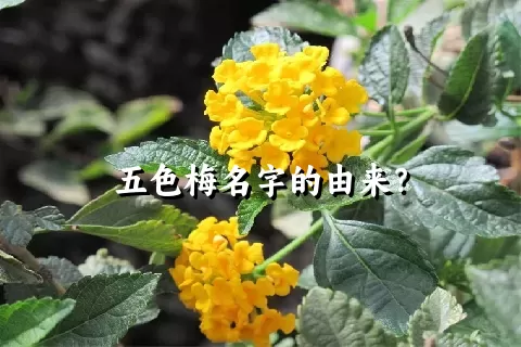 五色梅名字的由来？