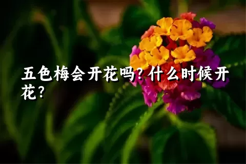 五色梅会开花吗？什么时候开花？