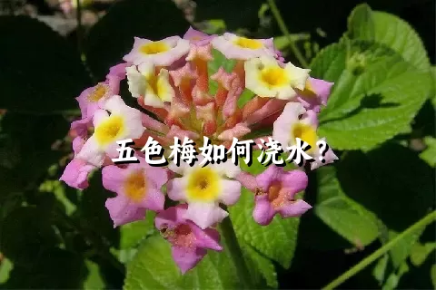 五色梅如何浇水？