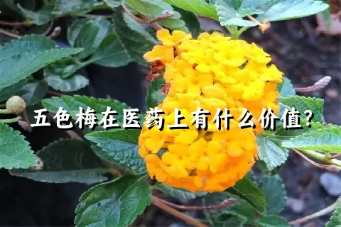 五色梅在医药上有什么价值？