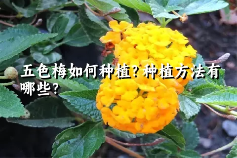 五色梅如何种植？种植方法有哪些？