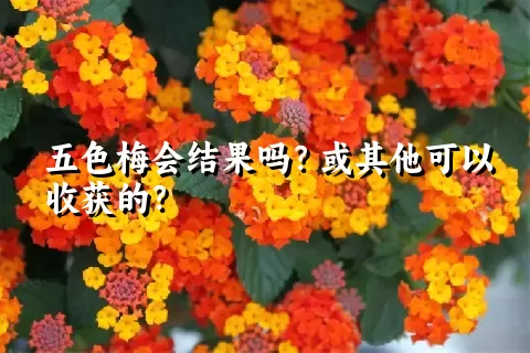 五色梅会结果吗？或其他可以收获的？