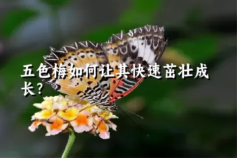 五色梅如何让其快速茁壮成长？