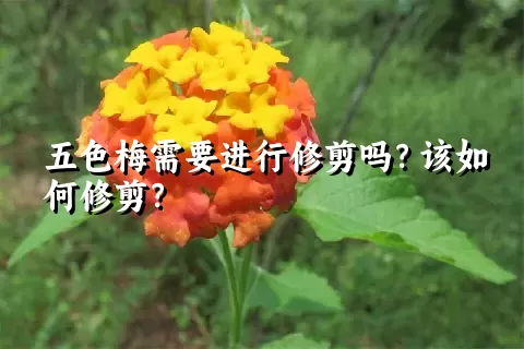 五色梅需要进行修剪吗？该如何修剪？