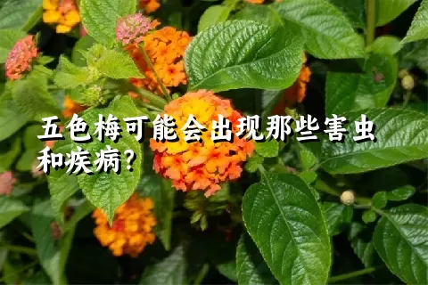 五色梅可能会出现那些害虫和疾病？