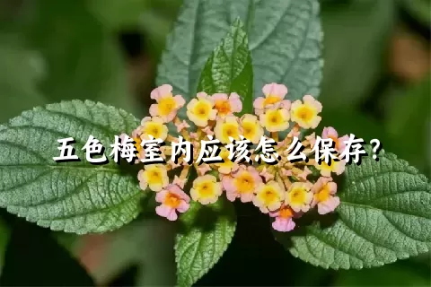 五色梅室内应该怎么保存？