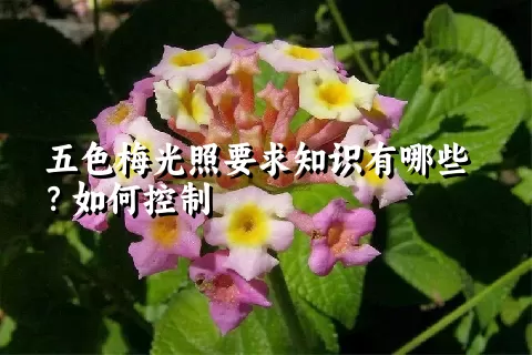 五色梅光照要求知识有哪些？如何控制