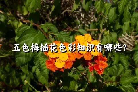 五色梅插花色彩知识有哪些？