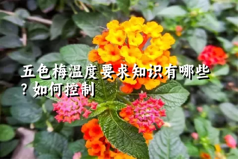 五色梅温度要求知识有哪些？如何控制