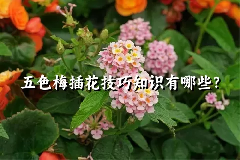 五色梅插花技巧知识有哪些？