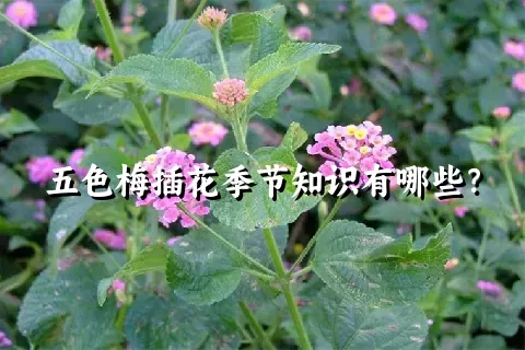 五色梅插花季节知识有哪些？