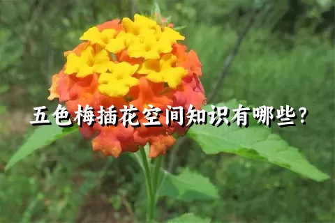 五色梅插花空间知识有哪些？