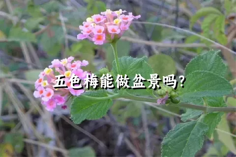 五色梅能做盆景吗？