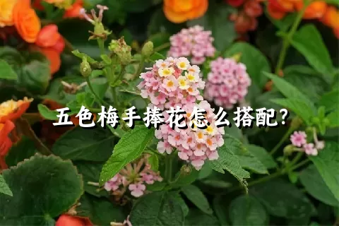 五色梅手捧花怎么搭配？