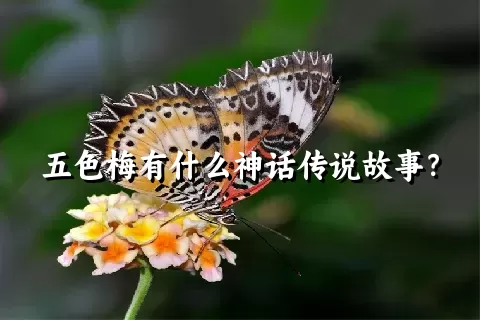 五色梅有什么神话传说故事？