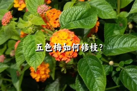 五色梅如何修枝？