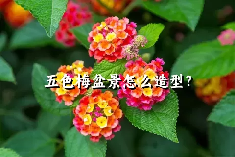 五色梅盆景怎么造型？